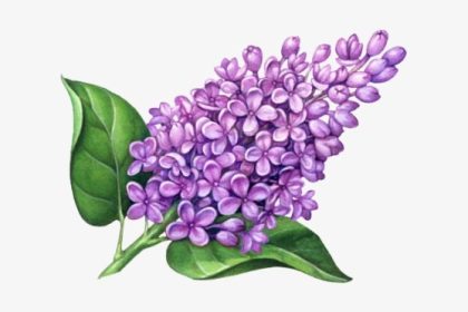 Lilac drawing easy easy