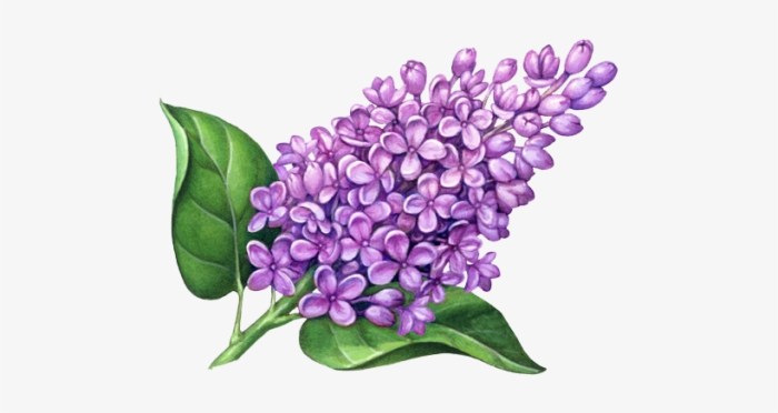 Lilac drawing easy easy