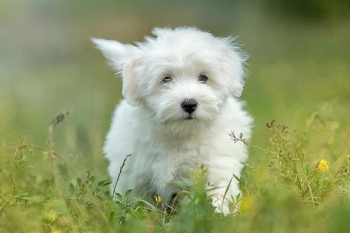 Coton de tulear drawing easy