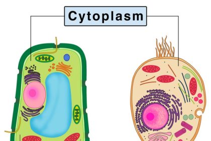 Cytoplasm in a cell easy drawing