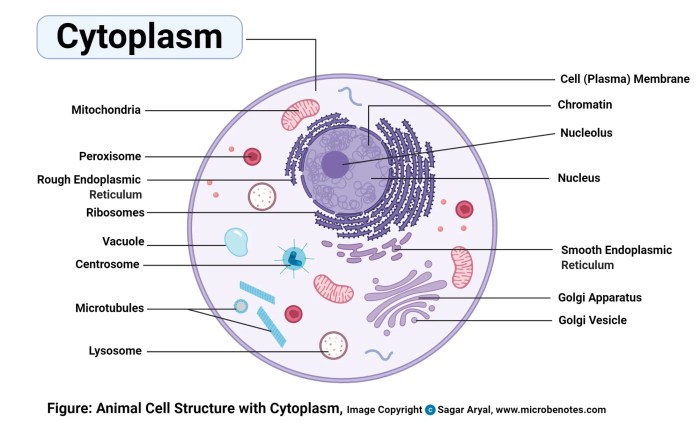 Cytoplasm in a cell easy drawing