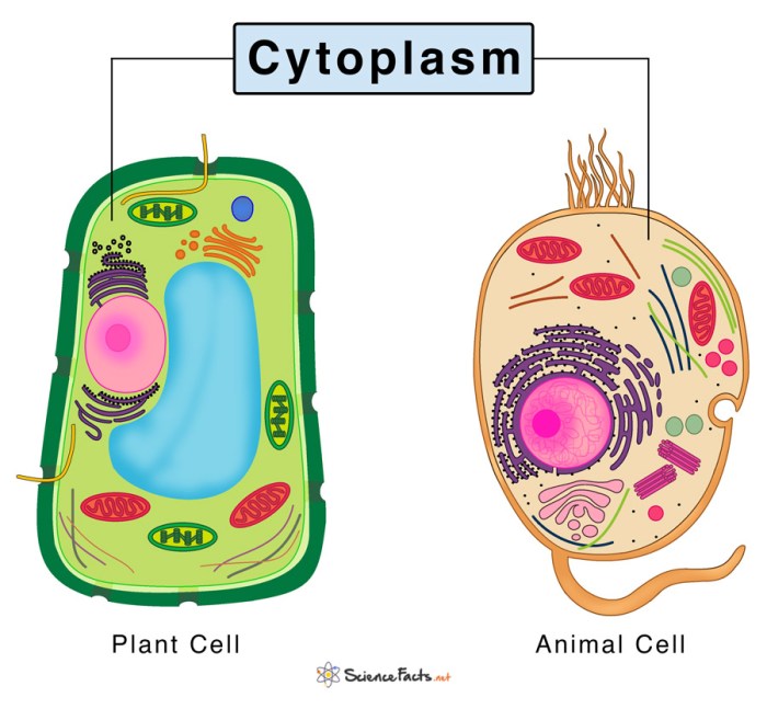 Cytoplasm in a cell easy drawing