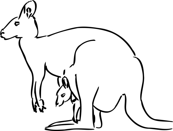 Coloring pages cute animals kangroo