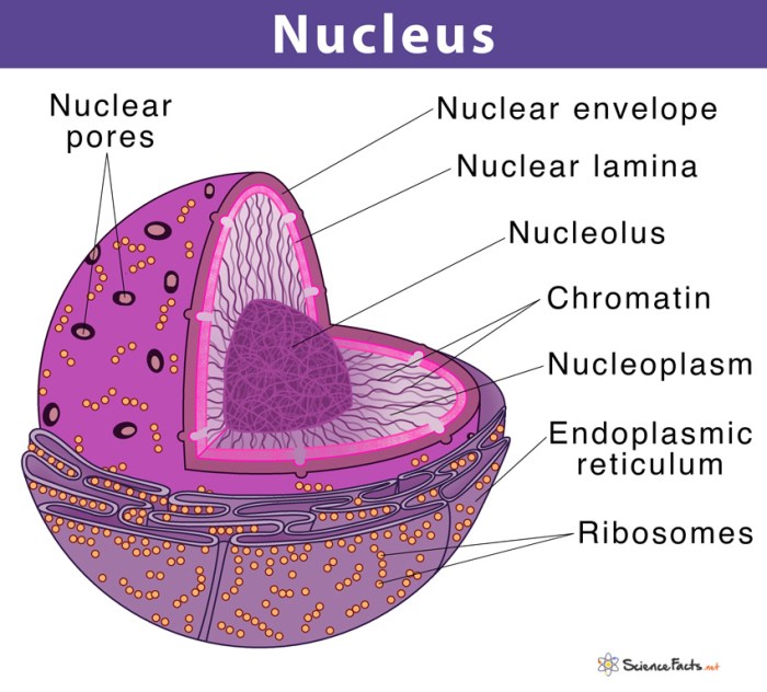 Nucleus cell structure animal diagram drawing nucleolus functions clipart nuclear function parts envelope membrane zone cells picture its dictionary division