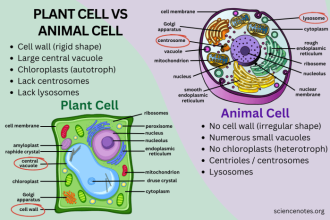 Animal and plant cell coloring and comparison