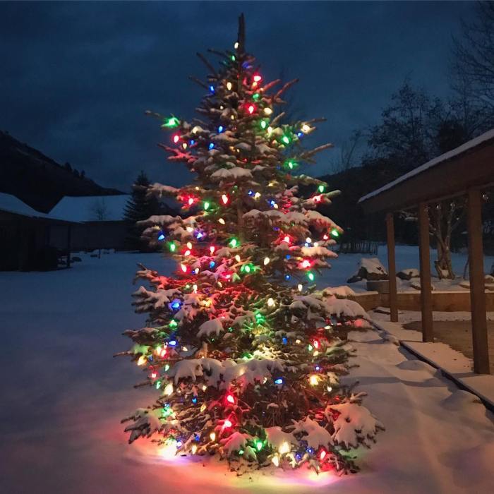 Outdoor christmas decor trees