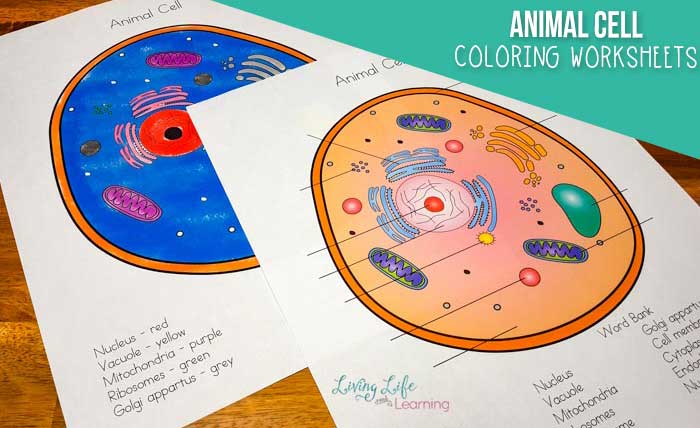 Animal cells coloring worksheet