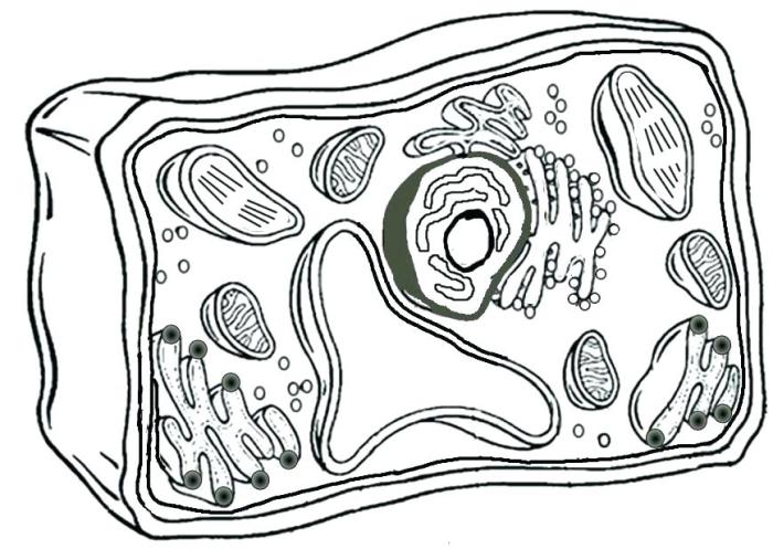 Science is real animal cell coloring page