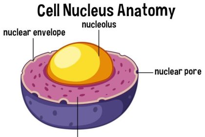 Nucleus in a cell easy drawing