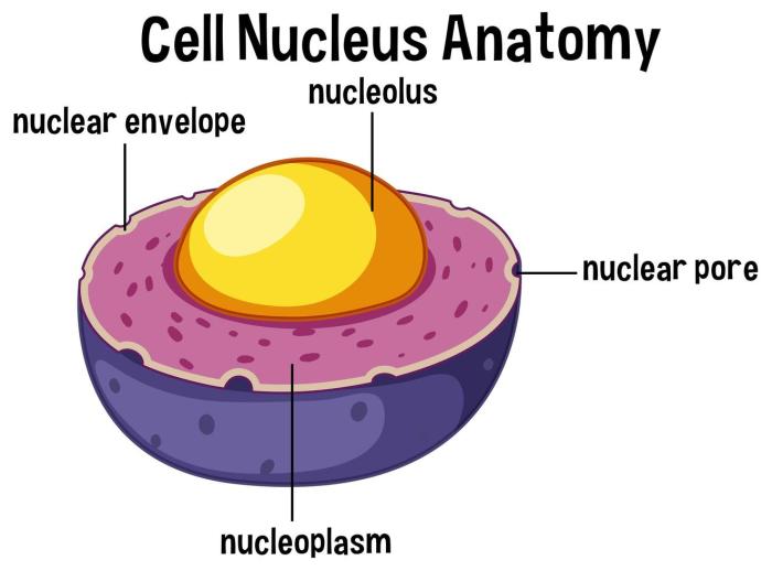 Nucleus in a cell easy drawing