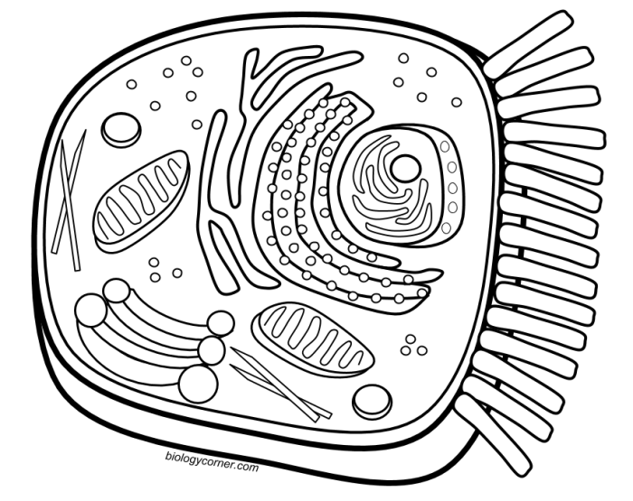 Plant and animal cell coloring sheet