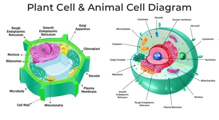 Animal and plant cell coloring and comparison