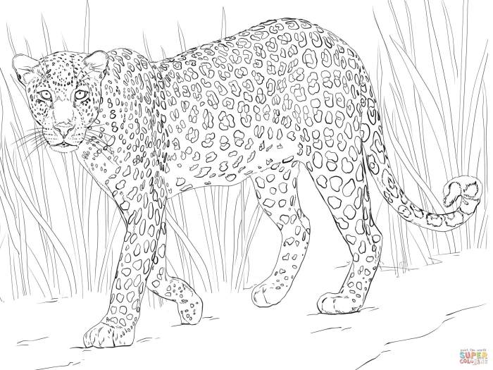 Coloring pages african animals