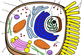 Colored animal cell coloring