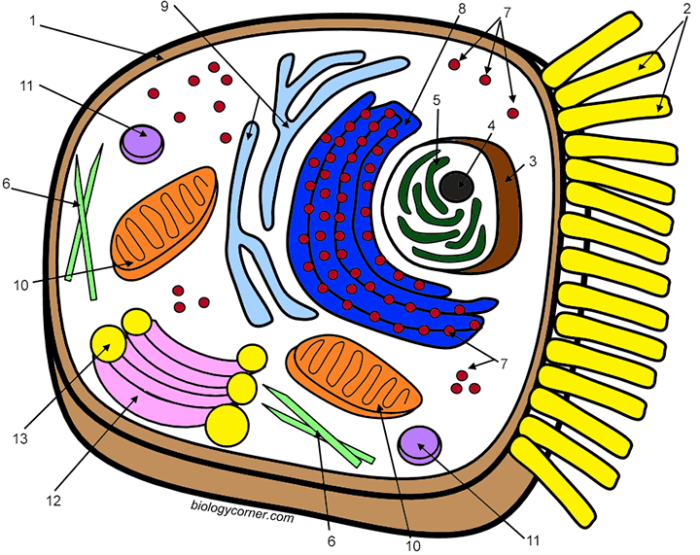 Colored animal cell coloring