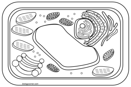 Plant and animal cell coloring sheet