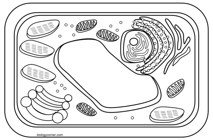 Plant and animal cell coloring sheet