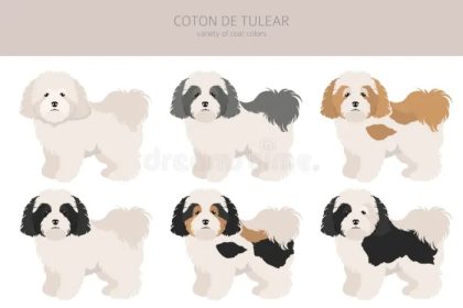 Coton de tulear drawing easy