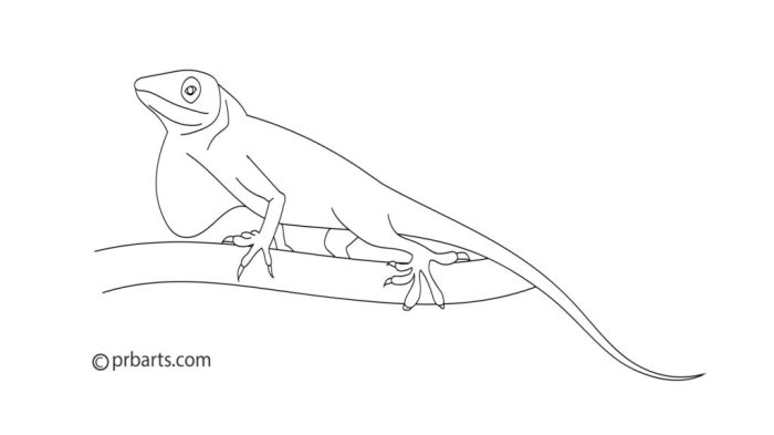 Brown anole easy drawing