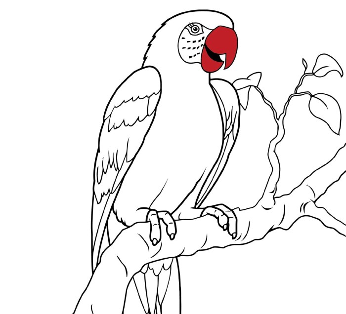 Coloring pages for girls animals parrot