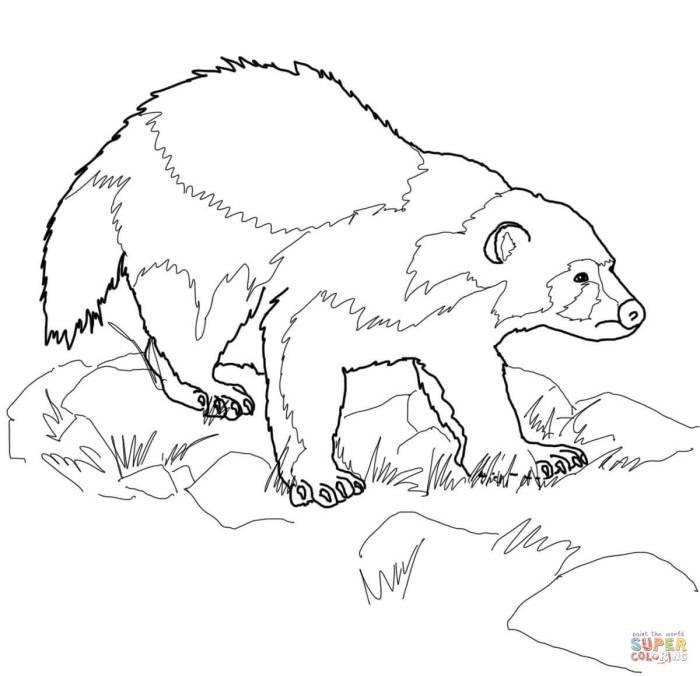 Coloring pages wolverine animal