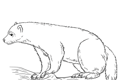 Coloring pages wolverine animal