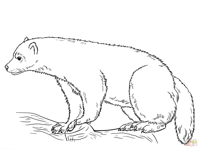 Coloring pages wolverine animal