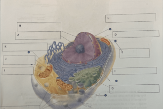 Animal cell coloring quizlet